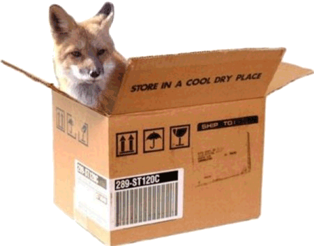 Foxx (in a box)